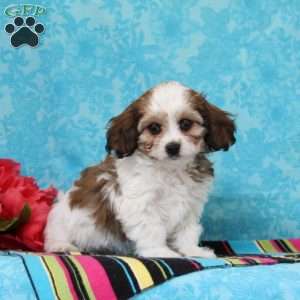 Diamond, Cavachon Puppy